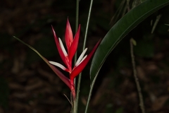 Heliconia angusta