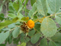 Phragmidium mucronatum