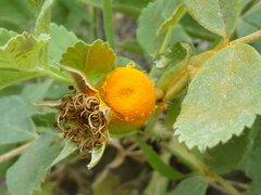 Phragmidium mucronatum