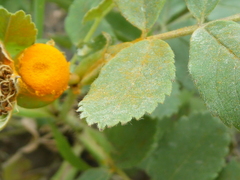 Phragmidium mucronatum