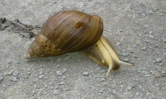 Cochlitoma granulata
