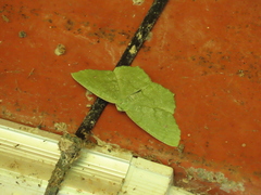 Himeromima aulis