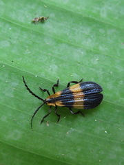 Calopteron reticulatum