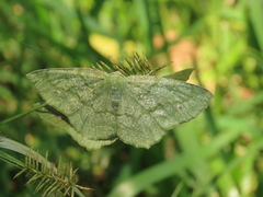 Himeromima aulis