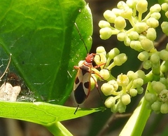 Dysdercus mimus