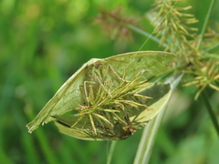 Himeromima aulis