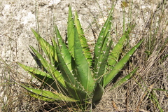 Agave kerchovei