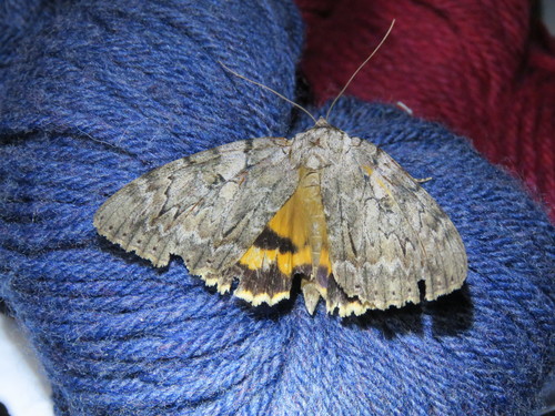 Youthful Underwing photo 4