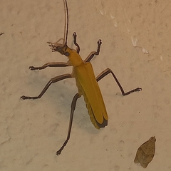 Chauliognathus sulphureus