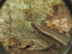 Scincella gemmingeri