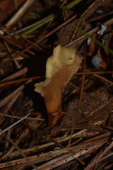 Spathulariopsis velutipes