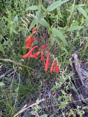 Penstemon barbatus torreyi