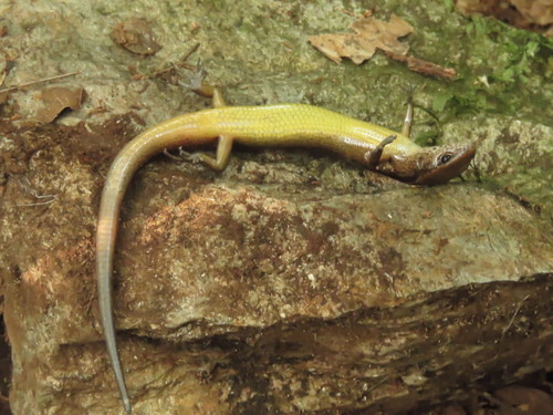Forest Ground Skink