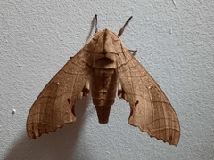 Marumba