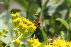 Physocephala marginata