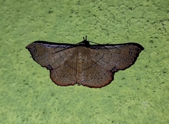 Cryptochrostis fulveola