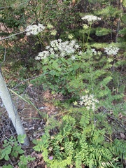 Kitagawia baicalensis