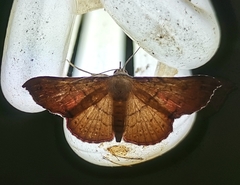 Cryptochrostis fulveola