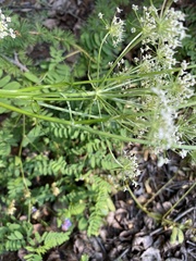 Kitagawia baicalensis