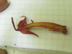 Columnea schiedeana