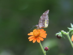 Lieinix nemesis atthis