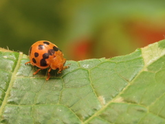 Epilachna tredecimnotata