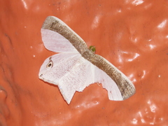 Opisthoxia amabilis