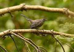 Dumetella carolinensis