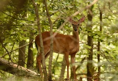 Odocoileus virginianus