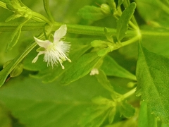 Scoparia dulcis