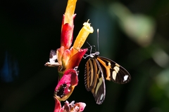 Heliconius ethilla