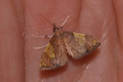 Atelocentra chloraspis