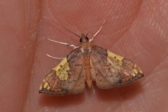 Atelocentra chloraspis