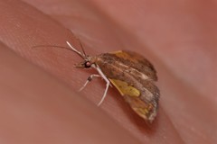 Atelocentra chloraspis
