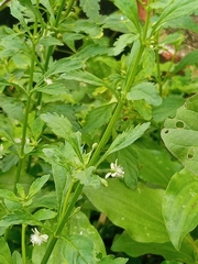Scoparia dulcis