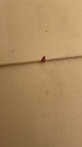 photo of Volupial Mint Moth (Pyrausta volupialis)