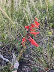 Penstemon barbatus torreyi