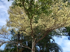 Terminalia mantaly 'triciolor'