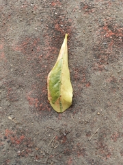 Terminalia mantaly 'triciolor'