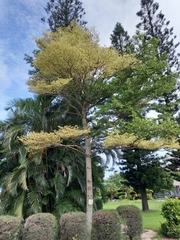 Terminalia mantaly 'triciolor'