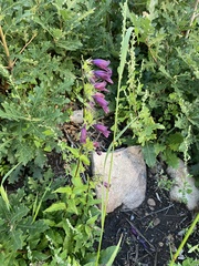 Penstemon whippleanus