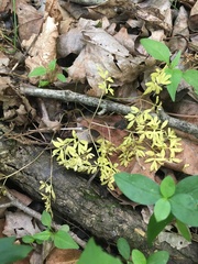 Erigenia bulbosa