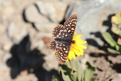 Euphydryas colon