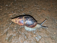Achatinidae