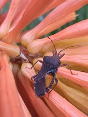 Anasa scorbutica