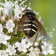 Sericomyia