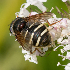 Sericomyia