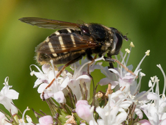 Sericomyia