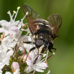 Sericomyia