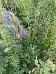 Penstemon strictus